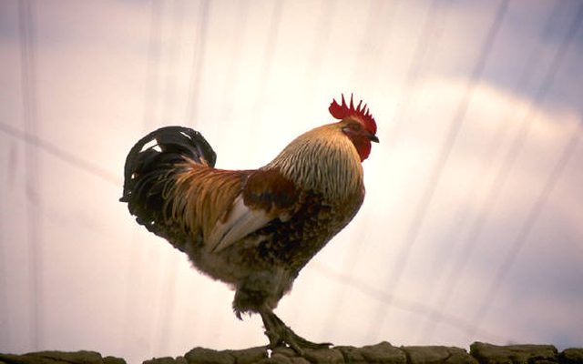 Image from Cock Blocked