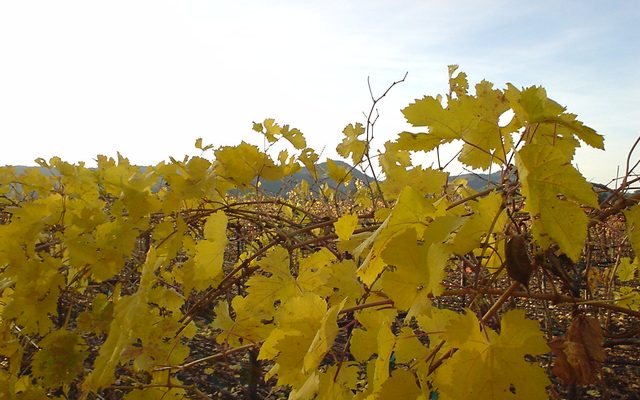 Image from Napa