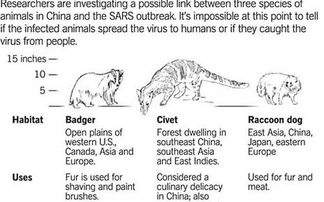 Image from Raccoon Dog