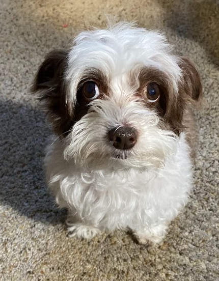 The real Jackson, a small brown-and-white dog with curly fur and bright eyes